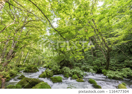 Summer Oirase Gorge, Ishigedo Rapids, Towada City, Aomori Prefecture 116477304