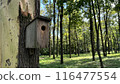Homemade wooden bird feeder for birds in a dense forest, caring for birds in the forest, helping forest animals, outdoor bird house 116477554