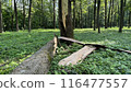 Fallen tree in clearing after thunderstorm against the backdrop of green forest, fallen tree with protruding bark in sunny summer forest in forest after a storm 116477557