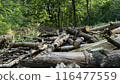 Dump of tree stumps against the background of the forest, pile of fallen trees in summer sunny green forest 116477559