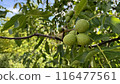 Unripe walnuts in green peel on tree, green walnuts of milky ripeness on branch in sunny weather, pericarp walnuts in green peel growing on tree 116477561