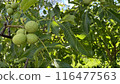 Unripe walnut in green peel against the background of tree leaves, growing walnut close-up on branch 116477563