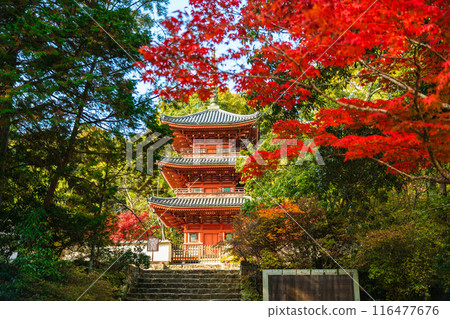 豐福寺三層寶塔的秋葉 116477676