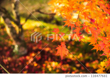 Autumn leaves in the garden of Hofukuji Temple 116477681