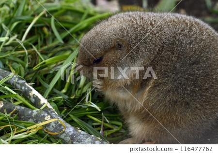 Prairie dog Prairie dog 116477762
