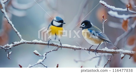 Two beautiful songbird sitting at a tree branch in the winter forest 116477838