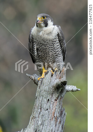 一隻遊隼在鳴叫時咬住了舌頭 116477925