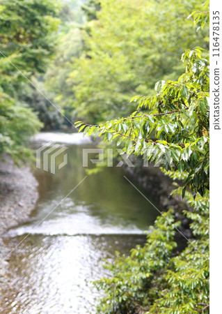 River and trees in the grounds of Ise Shrine 116478135