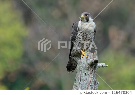 一隻遊隼棲息在一棵死樹上,背景是新鮮的綠色植物 一隻遊隼棲息在一棵死樹上,背景是新鮮的綠色植物 116478304