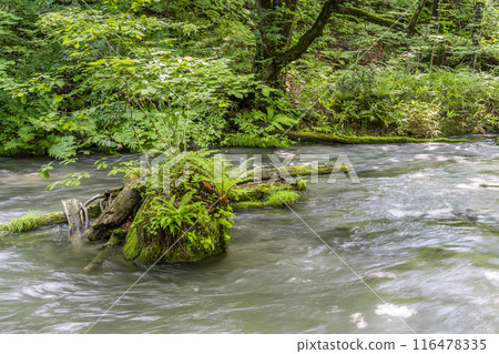 Summer Oirase Gorge, Ishigedo Rapids, Towada City, Aomori Prefecture Summer Oirase Gorge, Ishigedo Rapids, Towada City, Aomori Prefecture 116478335