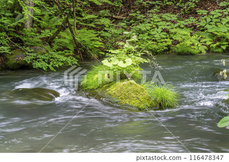 青森縣十和田市石角之莊夏季的奧入瀨溪流 116478347