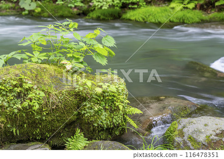 青森縣十和田市石角之莊夏季的奧入瀨溪流 116478351