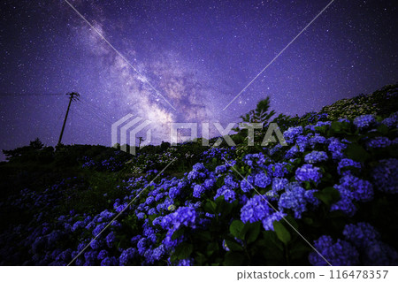 [Tokushima Prefecture] The Milky Way and hydrangeas from Okawahara Plateau 116478357