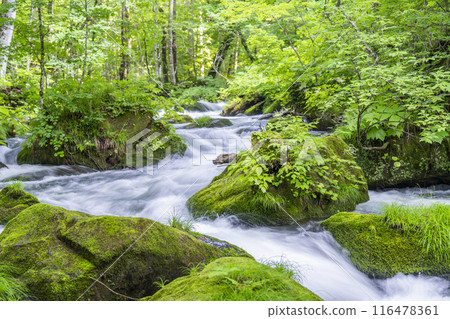 青森縣十和田市石角之莊夏季的奧入瀨溪流 116478361