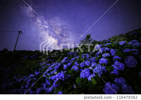 [德島縣]大河原高原的銀河和繡球花 116478362