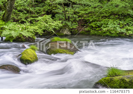 青森縣十和田市石角之莊夏季的奧入瀨溪流 青森縣十和田市石角之莊夏季的奧入瀨溪流 116478375