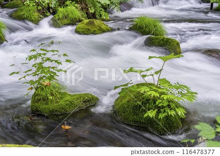 青森縣十和田市石角之莊夏季的奧入瀨溪流 116478377