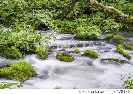 Summer Oirase Gorge, Ishigedo Rapids, Towada City, Aomori Prefecture Summer Oirase Gorge, Ishigedo Rapids, Towada City, Aomori Prefecture 116478380