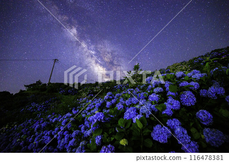 [Tokushima Prefecture] The Milky Way and hydrangeas from Okawahara Plateau 116478381