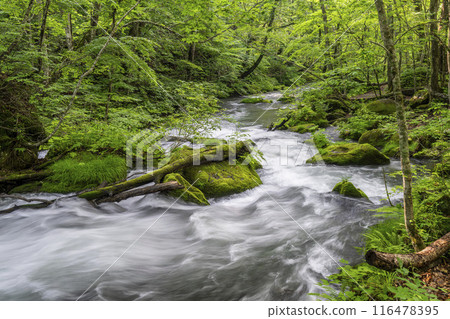 青森縣十和田市石角之莊夏季的奧入瀨溪流 青森縣十和田市石角之莊夏季的奧入瀨溪流 116478395