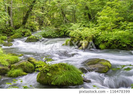 Summer Oirase Gorge, Ishigedo Rapids, Towada City, Aomori Prefecture Summer Oirase Gorge, Ishigedo Rapids, Towada City, Aomori Prefecture 116478399