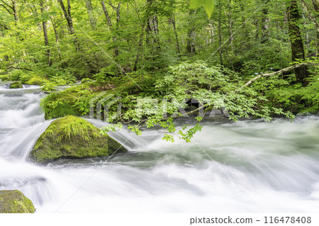 青森縣十和田市石角之莊夏季的奧入瀨溪流 116478408