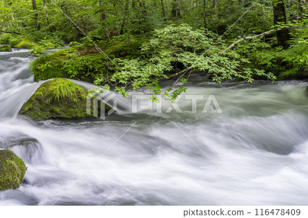 青森縣十和田市石角之莊夏季的奧入瀨溪流 青森縣十和田市石角之莊夏季的奧入瀨溪流 116478409