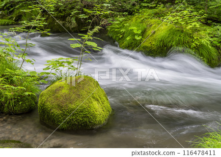 青森縣十和田市石角之莊夏季的奧入瀨溪流 青森縣十和田市石角之莊夏季的奧入瀨溪流 116478411