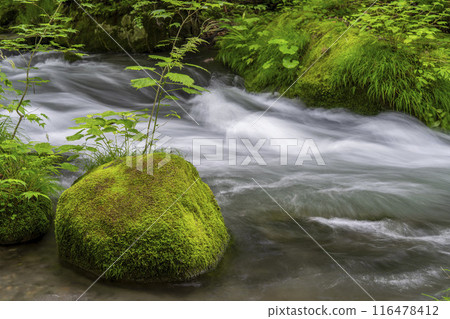 青森縣十和田市石角之莊夏季的奧入瀨溪流 青森縣十和田市石角之莊夏季的奧入瀨溪流 116478412