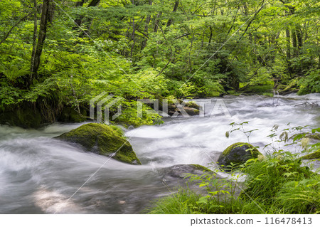 Summer Oirase Gorge, Ishigedo Rapids, Towada City, Aomori Prefecture 116478413
