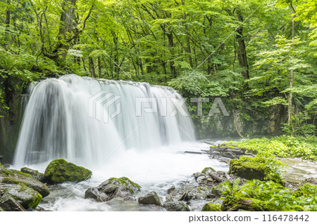 Summer Oirase Stream Choshi Otaki Towada City Aomori Prefecture Summer Oirase Stream Choshi Otaki Towada City Aomori Prefecture 116478442