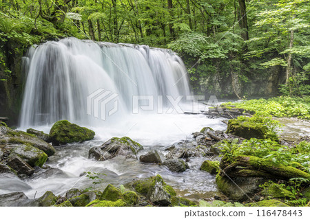 Summer Oirase Stream Choshi Otaki Towada City Aomori Prefecture 116478443