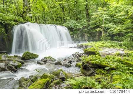 Summer Oirase Stream Choshi Otaki Towada City Aomori Prefecture 116478444