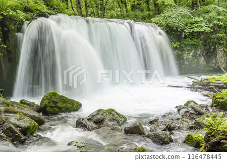 Summer Oirase Stream Choshi Otaki Towada City Aomori Prefecture 116478445