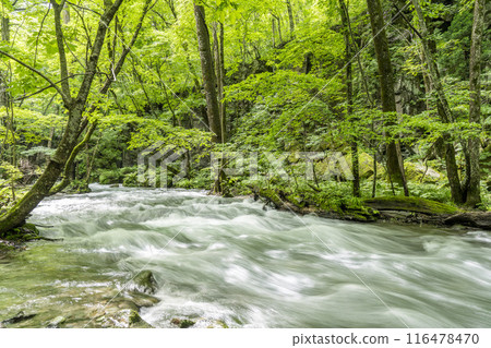 Oirase Gorge in Summer: The flow of the Oirase River, Towada City, Aomori Prefecture 116478470