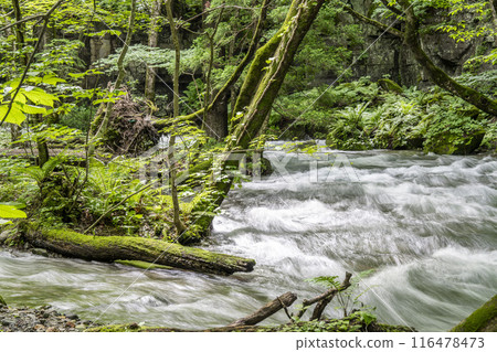 Oirase Gorge in Summer: The flow of the Oirase River, Towada City, Aomori Prefecture 116478473
