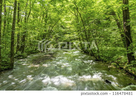 夏季奧入瀨溪流 奧入瀨川水流 青森縣十和田市 116478481