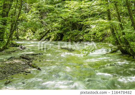 夏季奧入瀨溪流 奧入瀨川水流 青森縣十和田市 116478482