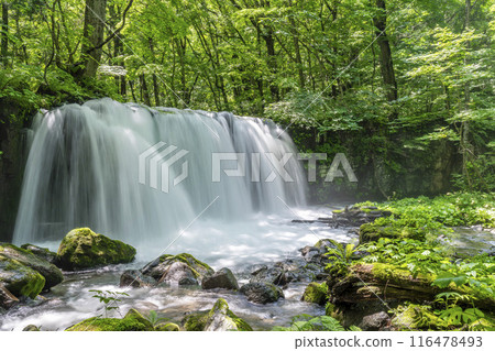 夏季奧入瀨溪十勝大t十和田市青森縣 夏季奧入瀨溪十勝大t十和田市青森縣 116478493
