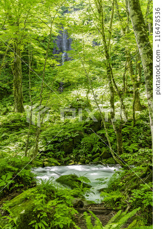 Oirase Gorge in Summer: Furo Falls and the flow of the Oirase River, Towada City, Aomori Prefecture 116478536