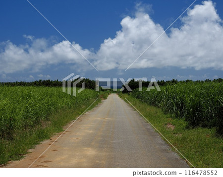 Okinawa drive in summer 116478552