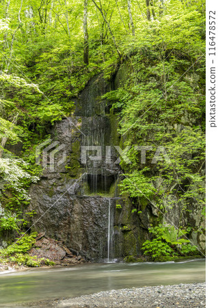 Oirase Gorge in Summer, Sensujinotaki Falls, Towada City, Aomori Prefecture 116478572
