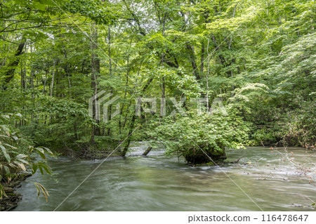 Summer Oirase Gorge, Tobikin Stream, Towada City, Aomori Prefecture 116478647
