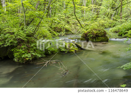 青森縣十和田市夏季奧入瀨溪、圖利溪 116478649