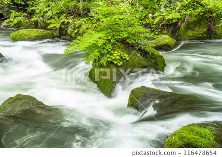 Summer Oirase Gorge, Tobikin Stream, Towada City, Aomori Prefecture 116478654