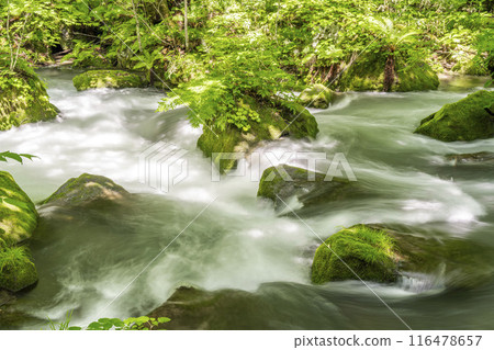 Summer Oirase Gorge, Tobikin Stream, Towada City, Aomori Prefecture 116478657