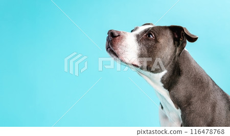 Attentive Pitbull Blue dog looking away in blue studio Attentive Pitbull Blue dog looking away in blue studio 116478768