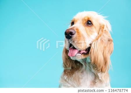 Cute Cocker Spaniel dog looking away in blue studio Cute Cocker Spaniel dog looking away in blue studio 116478774