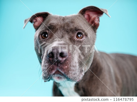 Cute American Pitbull dog on blue background Cute American Pitbull dog on blue background 116478795