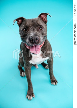 Adorable American Pitbull dog in blue studio Adorable American Pitbull dog in blue studio 116478796